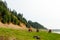 Three horses eat green grass near the Bank of the Northern Yakut river Viluy.