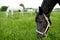 Three horses eating grass in the meadow