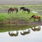 Three horses eating grass by pond with reflection