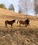 Three horses embracing in friendship.