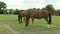 Three Horses In Farmland