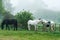 Three horses in a field