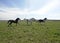 Three horses frolick in field