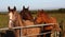 Three Horses By a Gate