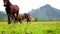 Three horses are grazed on a meadow against mountains
