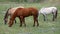 Three Horses, Grazing