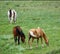 Three Horses Grazing on a Hillside  3