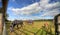 Three horses grazing in a paddock