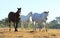 Three horses in a green grass field