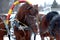 Three horses harnessed abreast (troika).