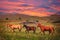 Three Horses on a meadow