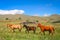 Three Horses on a meadow