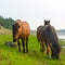 Three horses near the forest eating from the same places the green grass the stone on the North river