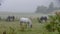 Three horses in a pasture a foggy morning