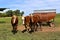 Three horses in a pasture with a steel wagon