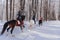 Three horses and riders. Sunny day in the winter forest.Horseback Riding