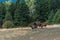 Three horses running in a pasture bordered by a forest, Eastern Washington State, USA