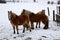 Three horses on a snowy meadow