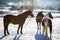 Three horses standing in outdoor paddock at sunny day