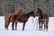 Three horses wearing winter coats in snow covered paddock
