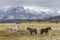 Three horses in Wyoming ranch pasture