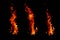 Three hot flame of fire in black background