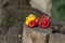 Three hot peppers habanero and bishop crown, various color on wooden stump - yellow and red, green background, mexican cuisine