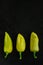 three hot yellow-green peppers on a background of black concrete textured plaster. Creative layout template with space for text or