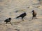 Three House Crows or Indian Black Crows - Corvus Splendens - Standing on Sand