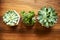 Three house plants in flower pots on wooden table background, close-up