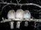 Three house sparrow birds on a branch