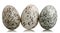 Three House Sparrow eggs, Passer domesticus