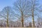 Three huge bare trees on a hill with grass with remnant of snow with trees and a blue sky