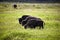 Three huge bisons buffalos bulls standing on a meadow wildlife