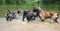 Three huge german mastiff dogs playing in water with eachother