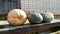 Three huge pumpkins close-up. Harvesting Mature pumpkins in late autumn in the garden