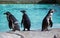 Three Humboldt Penguin