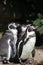 Three humboldt penguins