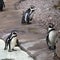 Three Humboldt Penguins