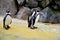 Three Humboldt penguins standing in front of stone wall