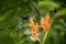 Three hummingbirds hovering next to orange flower,tropical forest, Ecuador, three birds sucking nectar