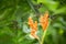 Three hummingbirds hovering next to orange flower,tropical forest, Ecuador, three birds sucking nectar