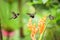 Three hummingbirds hovering next to orange flower,tropical forest, Ecuador, three birds sucking nectar from blossom