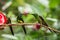 Three hummingbirds sitting on branch next to red feeder, hummingbird from tropical rainforest,Peru,bird perching