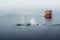 Three Humpback whales with fin swimming in ocean and feeding. Orange whale Watching tour boat ship in background