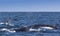 Three humpback whales surfacing off the coast of Knysna