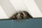 Three hungry baby birds wait beneath the eaves of a building for a parent to feed them