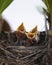 Three hungry baby Song thrushes (Turdus philomelos) open mouse widely and cry for mother to feed them. Vertical format