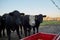 Three hungry black beef cows