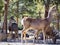 Three hungry mule deer looking for bird seed.